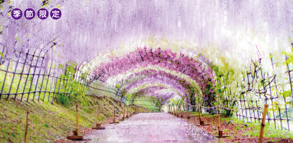 九州紫藤祭