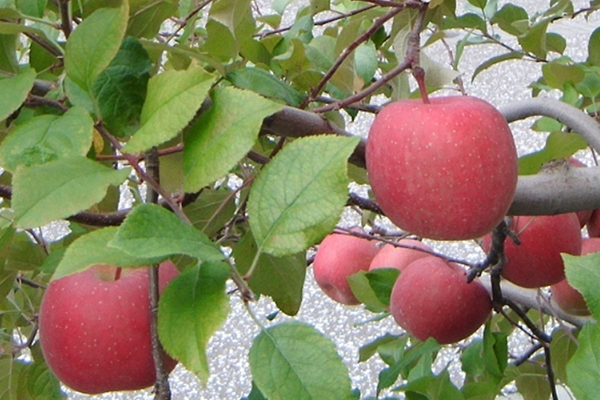青森蘋果